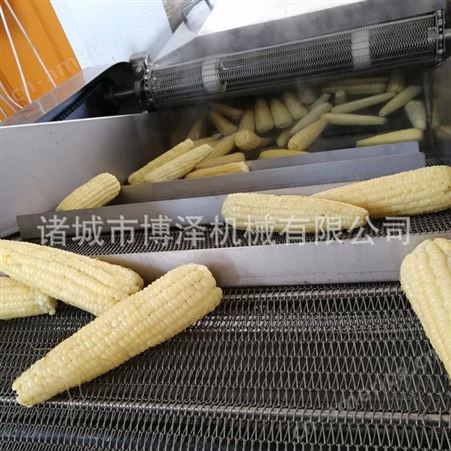 博泽销售玉米加工生产线 全自动玉米切段机 连续式玉米切割机 包邮