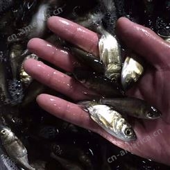 水产养殖鱼苗 花鲢鱼苗批发 淡水鱼苗 厂家 大量供应
