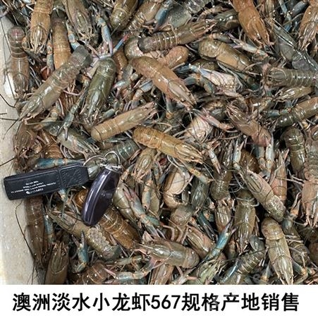 十月二十号澳龙货源澳洲淡水小龙虾人工养殖澳龙小规格澳龙567规格价格23元每斤