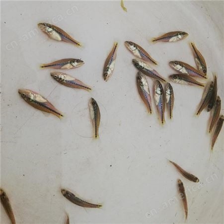 鲈鱼苗 康榆农业 抗病能力强的鲈鱼苗 养殖基地