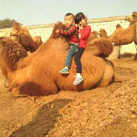 景区骆驼厂家出售骑得骆驼的  奶骆驼价格