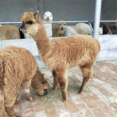 厂家回收成年羊驼 纯种羊驼 优良小羊驼批发