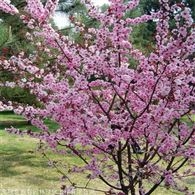 新春 鄢陵美人梅 花色浅紫重瓣花 绿化工程苗木