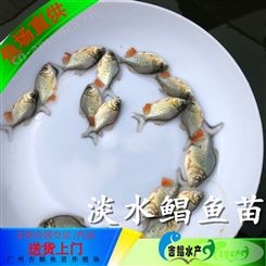 鲳鱼苗公司 阿坝3-8厘米规格鲳鱼苗-淡水鲳鱼苗