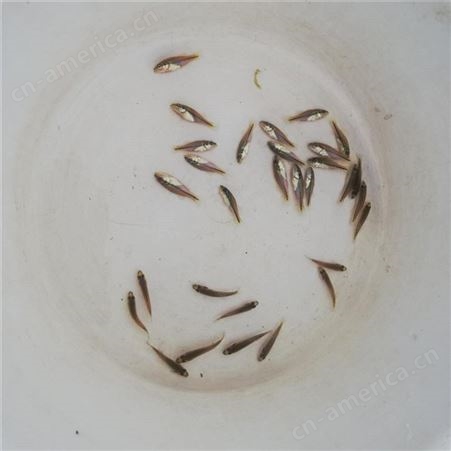 鲈鱼苗 康榆农业 抗病能力强的鲈鱼苗 养殖基地