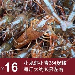 21年10月鲜活小龙虾 经济型小龙虾批发 234规格青虾16元每斤  广州深圳包直达费用