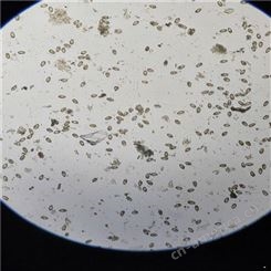 血吸虫卵装片 恶性疟原虫教学标本 蛔虫蛲虫