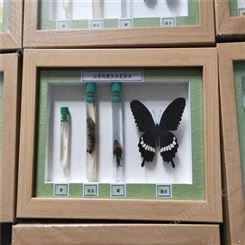 蝴蝶分类标本蝴蝶展示制作小发明中小学生实验手工作业科普科普展览蝴蝶标本整姿销售