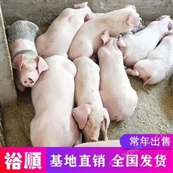 品种齐全 生猪苗价格 活泼大白猪 欢迎致电裕顺厂家