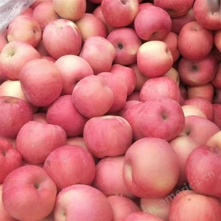 产地红富士 当季新鲜苹果 纸袋红富士价格很好 裕顺农户采购利润可观