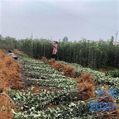 兴禾苹果苗价格 大量销售 品种保证 丽江兴禾农业种植有限公司