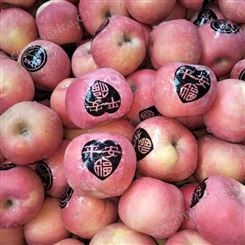 产地红富士 新品种苹果实惠好吃 烟台红富士苹果种植 裕顺个大果正