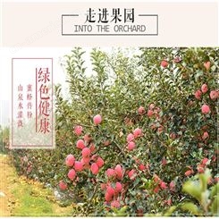 烟台红富士 苹果新鲜水分多 苹果批发便宜 裕顺价格实惠