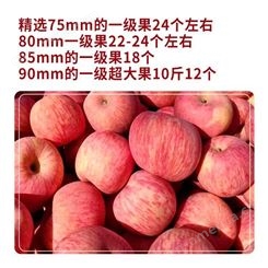 新鲜苹果价格 早熟苹果糖分高 红富士苹果好买好卖 甜度好果实大裕顺基地