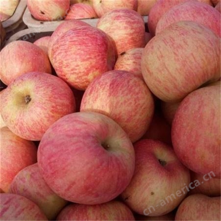 山东产苹果价格便宜批发 红富士价格颜色全红 裕顺代发