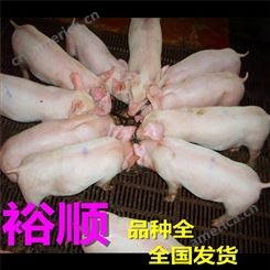 上海 杂交仔猪基地 长白猪苗运输 裕顺的小猪养得好