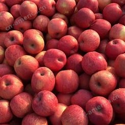 红富士苹果批发 新品种苹果实惠好吃 烟台红富士苹果种植 裕顺批发发货快