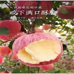 新鲜苹果价格 现货红富士发货快 红富士价格美丽 甜度好果实大裕顺基地