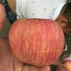 新鲜苹果价格 新品种苹果实惠好吃 红富士苹果好买好卖 裕顺个大果正