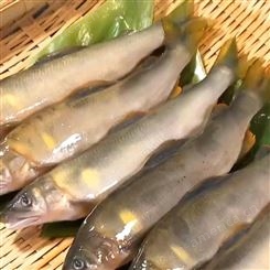 水产特产香鱼刺身原料 冷冻香鱼日料店 冰鲜香鱼河鲜水产特产香鱼