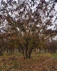6米 7米 8米 10米 11米丛生茶条槭 丛生茶条槭基地 丛生茶条槭价格 独杆茶条槭