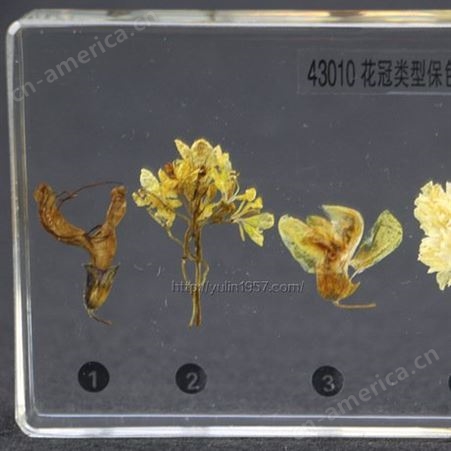 花冠类植物包埋标本  树脂制作 含唇形科、十字花科  教学标本
