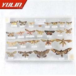 蛾类50种 高校教学标本 干制昆虫标本批发  教学使用