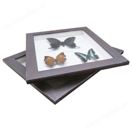 常见3只蝴蝶标本 干制标本 实物制作 科普展示 教学演示