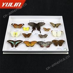 常见蝴蝶50种标本 昆虫标本 实物制作 科普标本