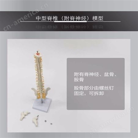 1红树林1中型脊椎带腿骨模型45CM中型脊椎脊椎模型