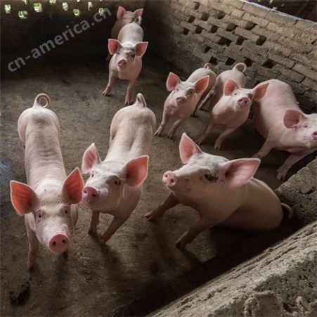 小猪崽 养猪场卖小猪苗10-60公斤 防疫健全 见猪抓猪